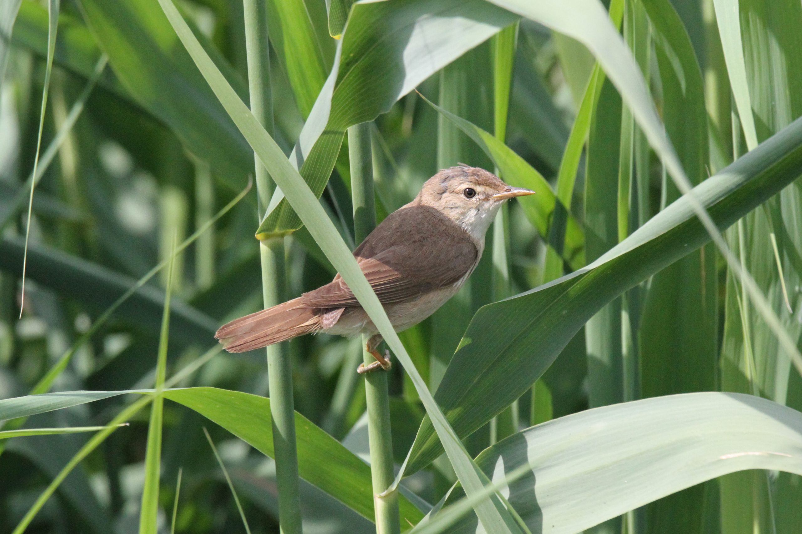 June 2023 birding roundup