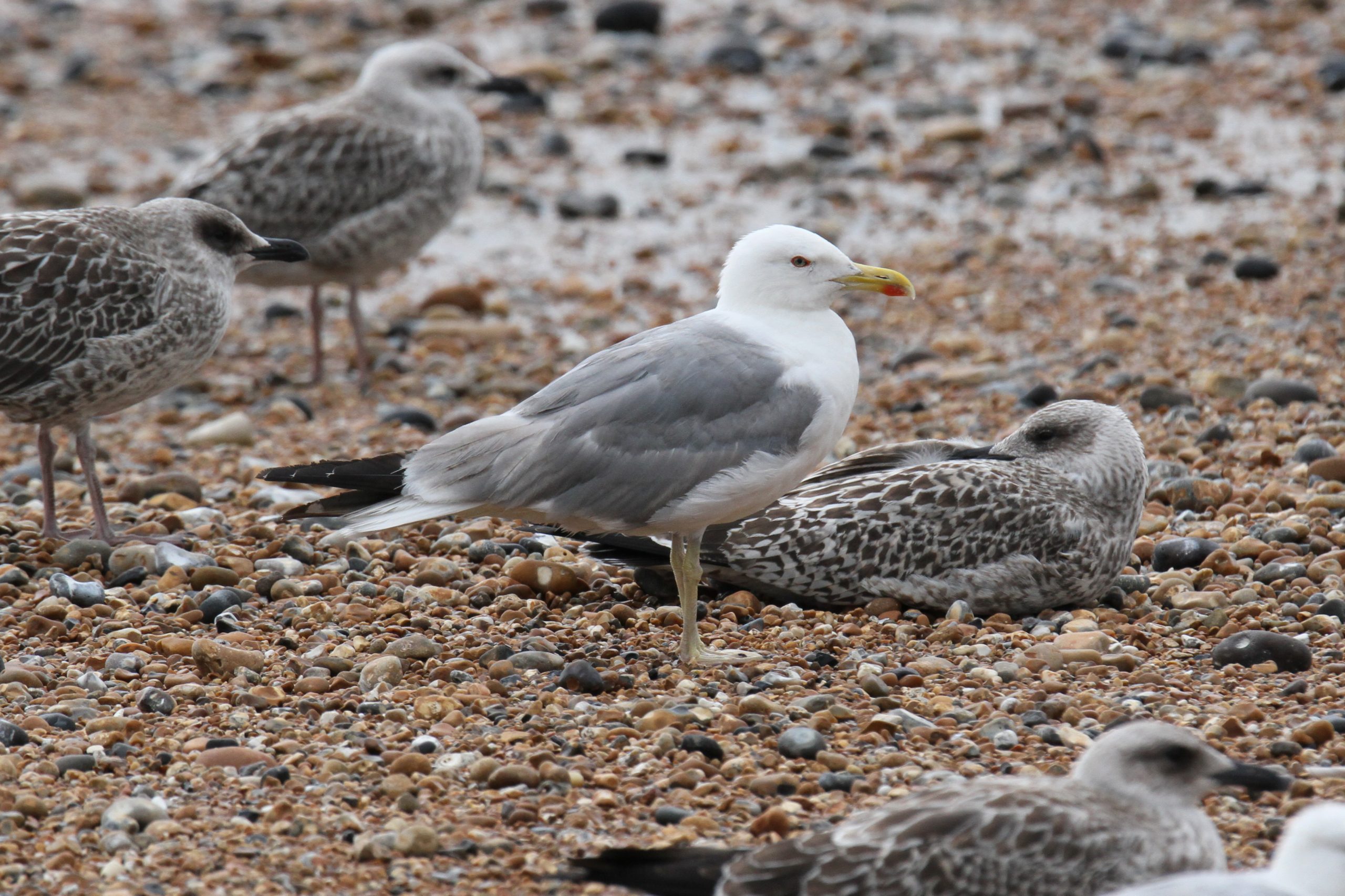 Yellow-legged Gull influx at Hastings Seafront, 11th July 2023