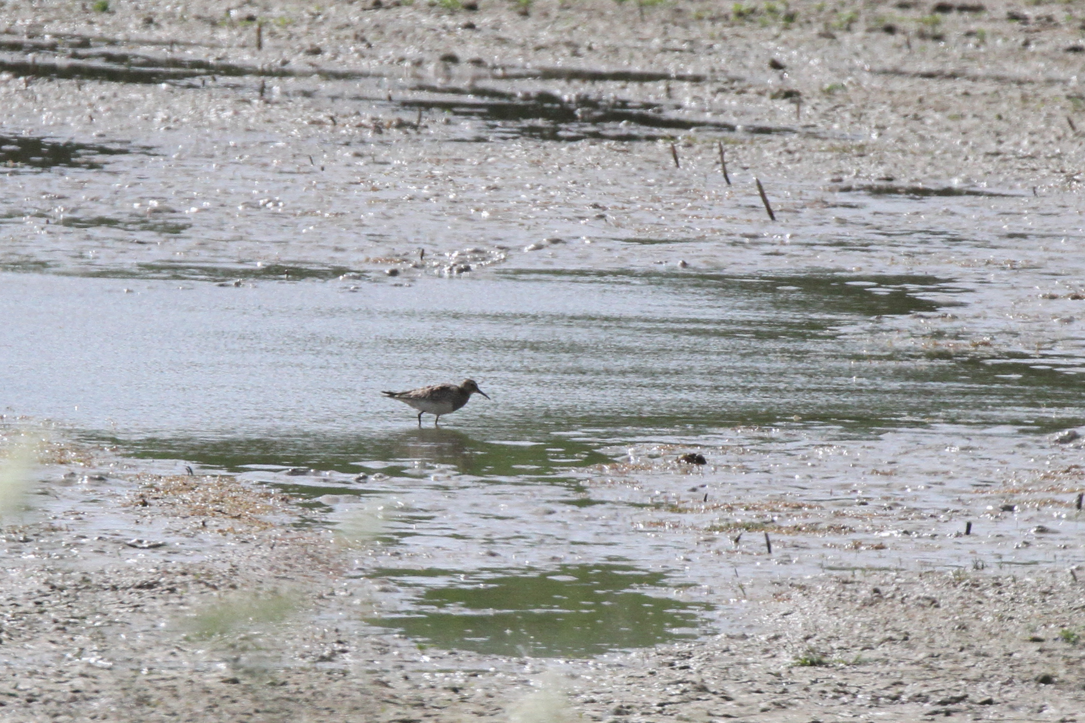 Pectoral Sandpiper at Pannel Valley, 30th July 2023