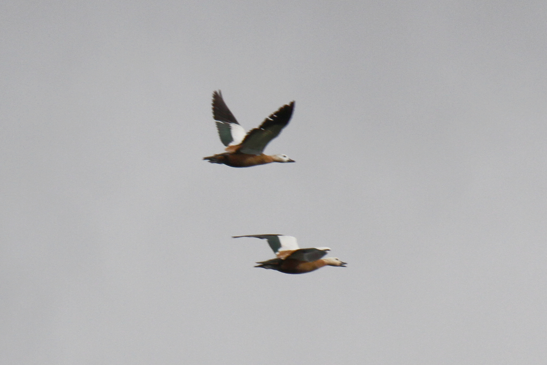 Ruddy Shelduck, Pannel Valley, 19 August 2023
