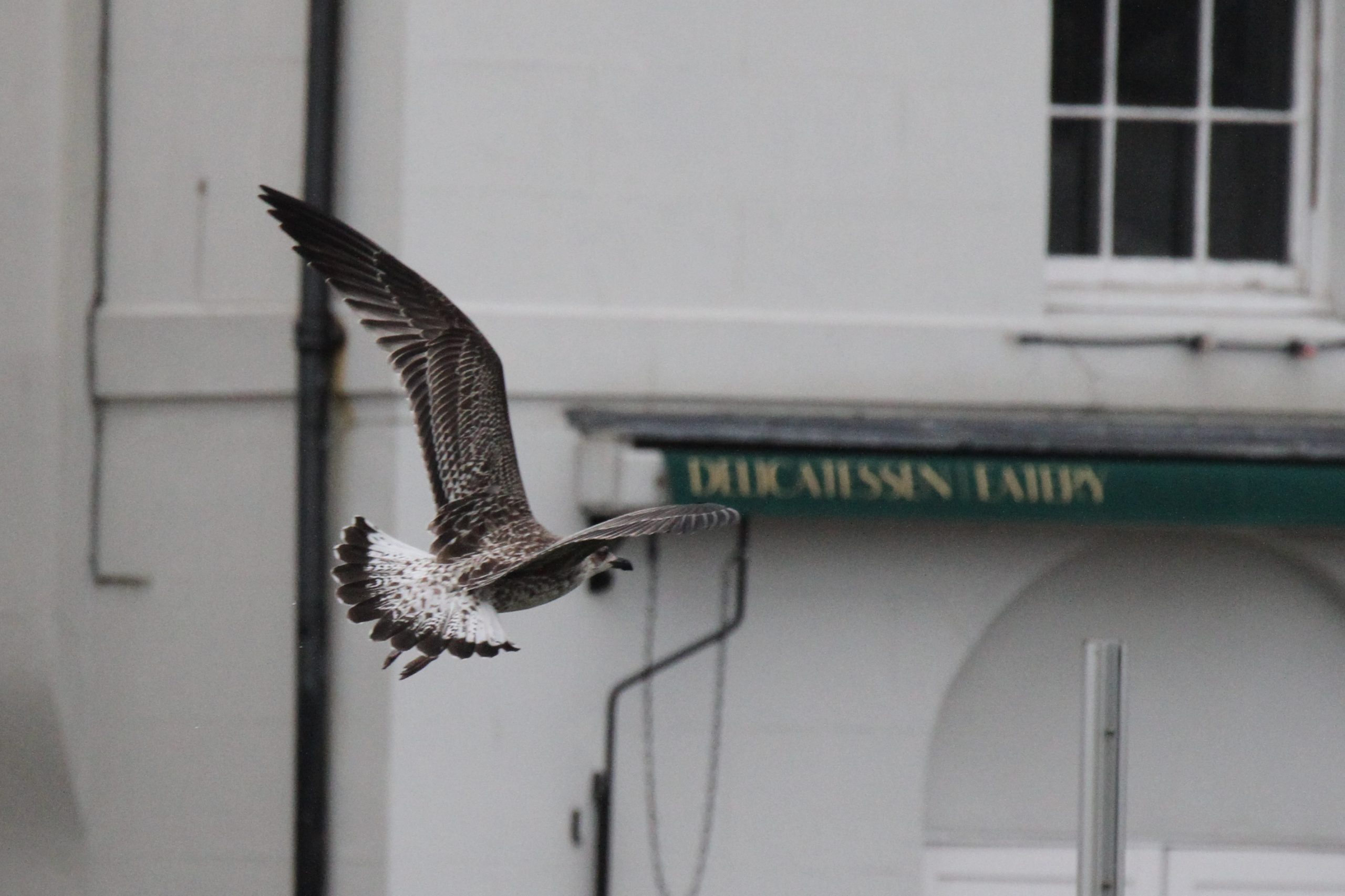 More Juvenile Yellow-legged Gulls at Hastings Seafront, July 2023