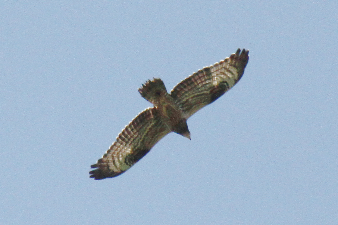 Honey Buzzard at Hastings Country Park, 15 September 2023