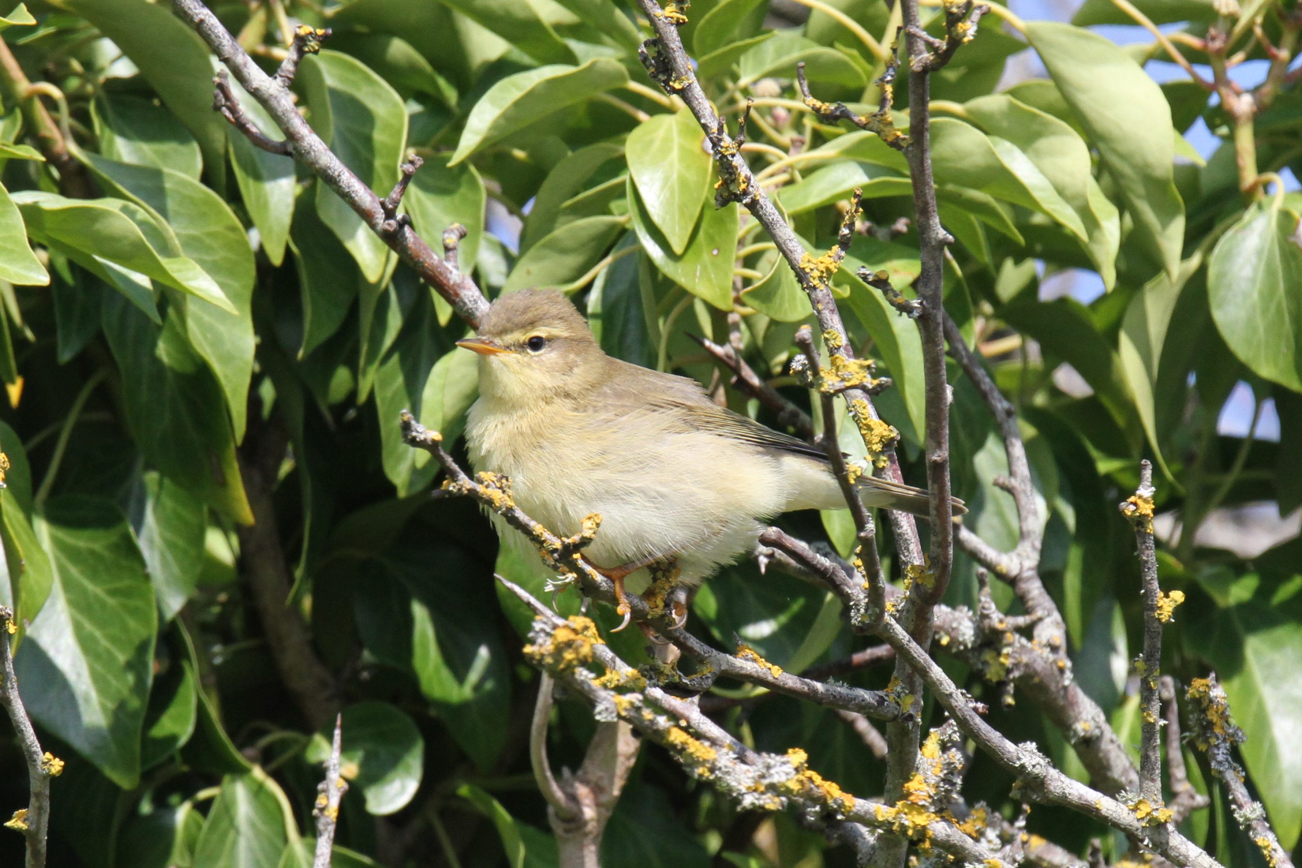 August 2023 birding roundup