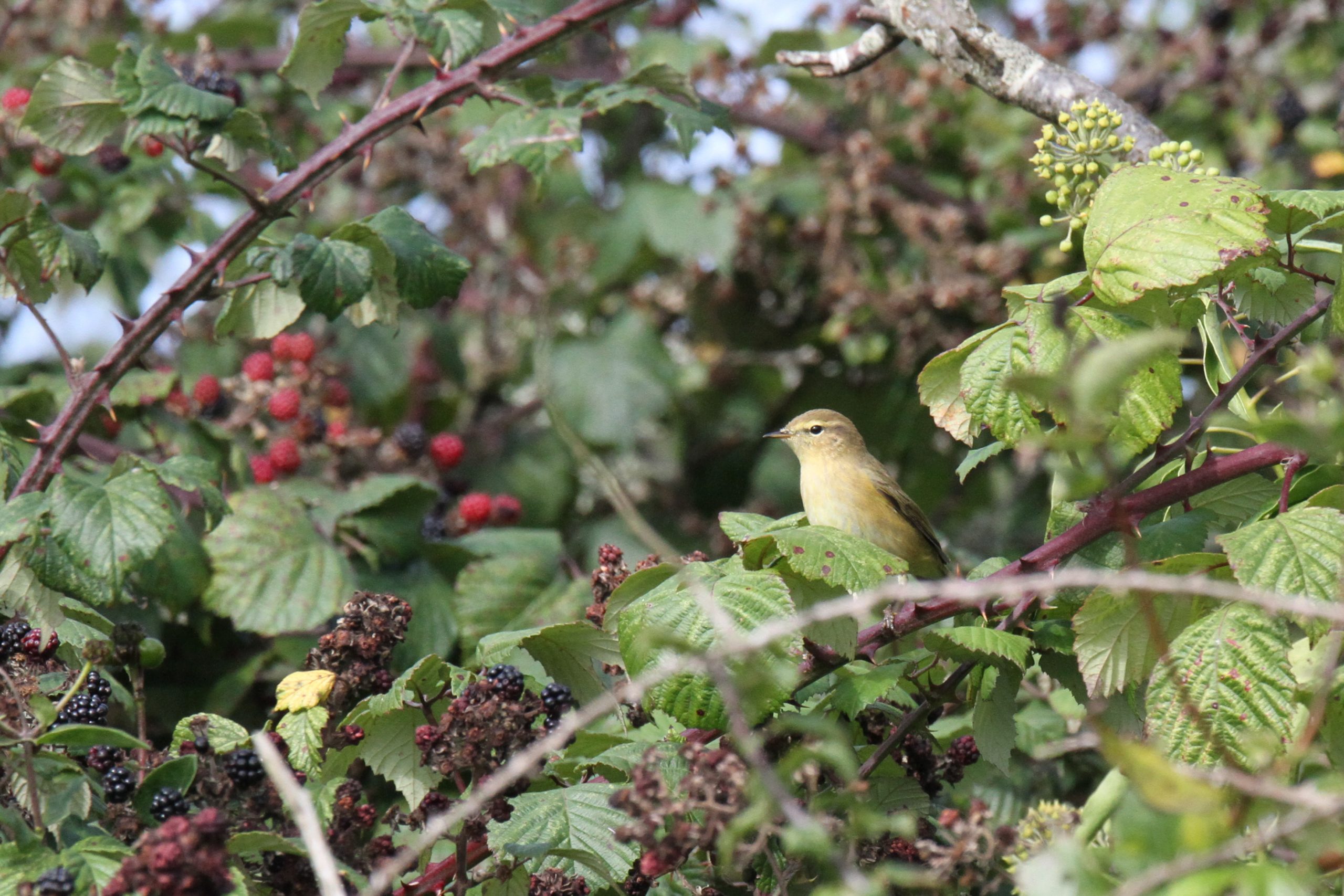 September 2023 birding roundup