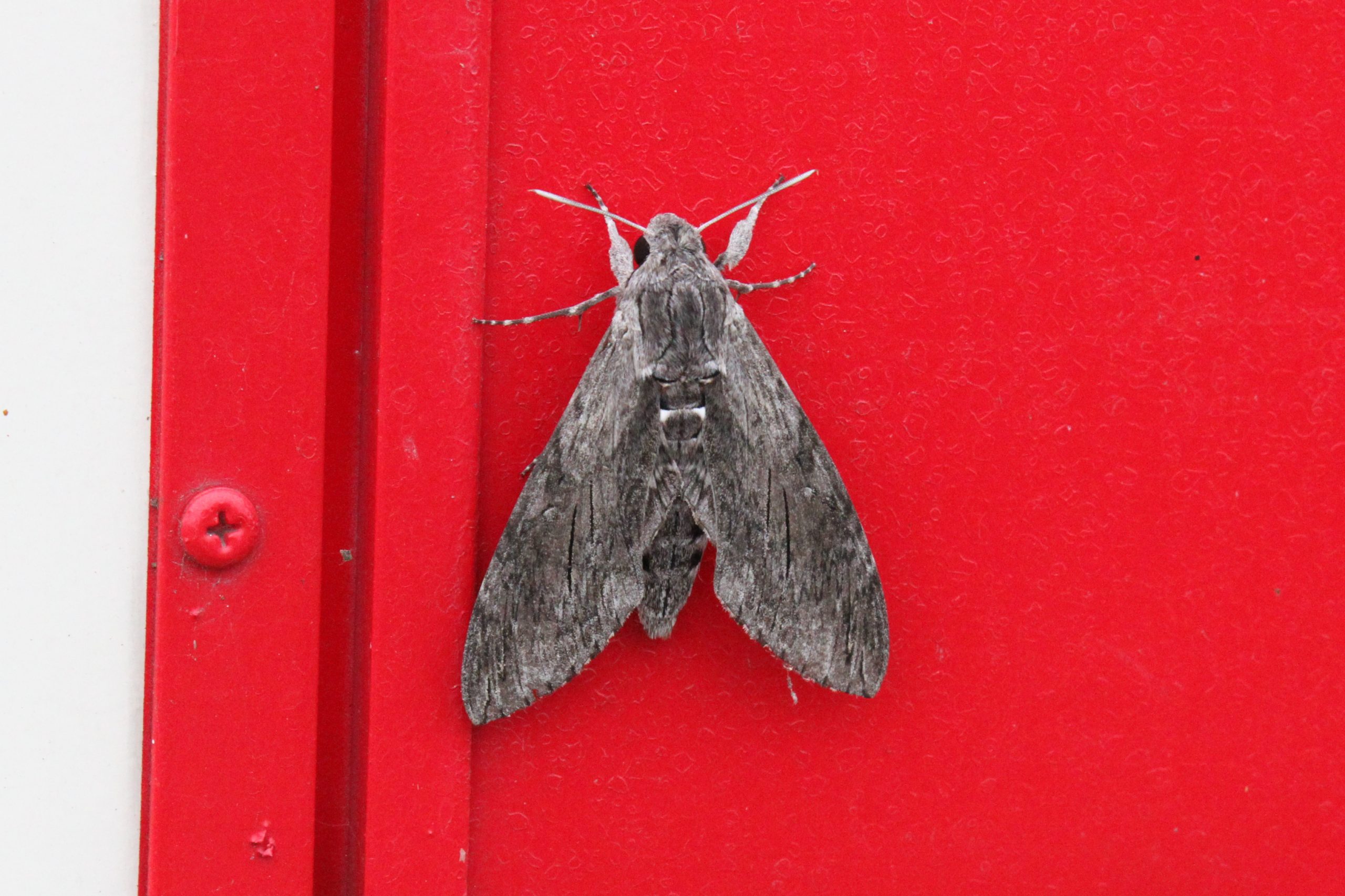 Convolvulus Hawk-moth at Pett Level, 1 October 2023