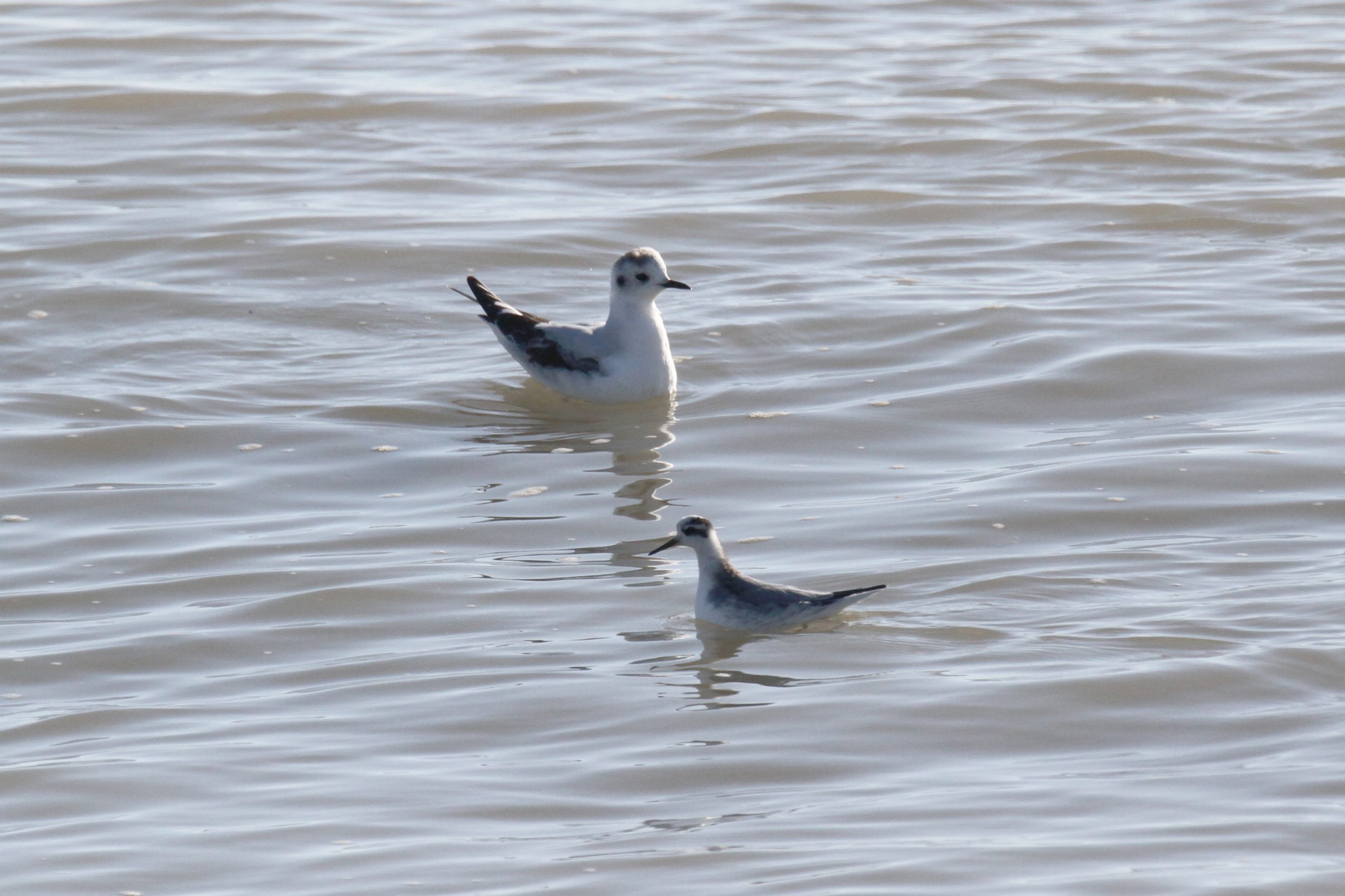 Sabine’s Gull and Grey Phalarope, Norman’s Bay, 11 November 2023