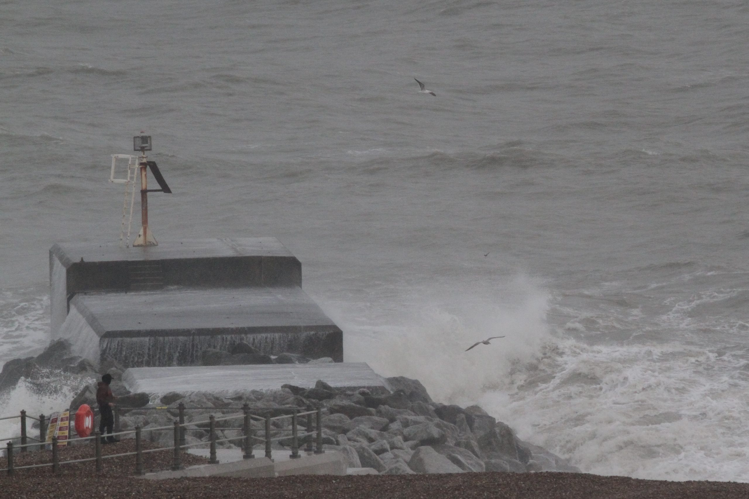Storm-Petrels from West Hill, Hastings, 2 November 2023