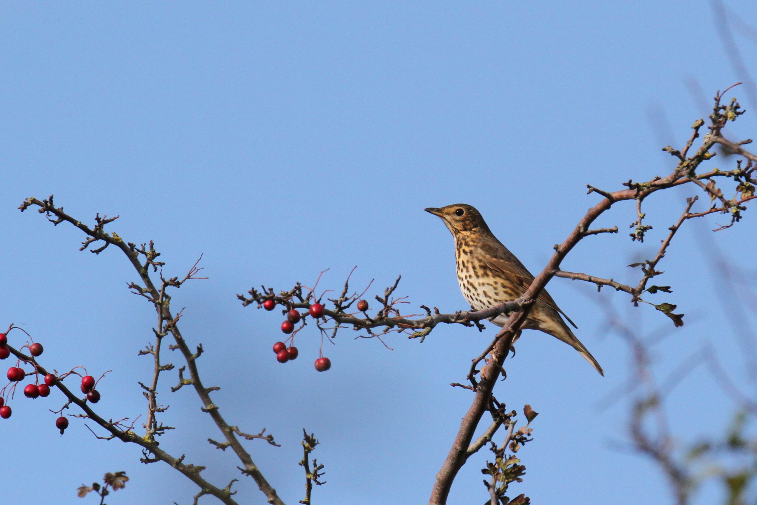 October 2023 birding round-up