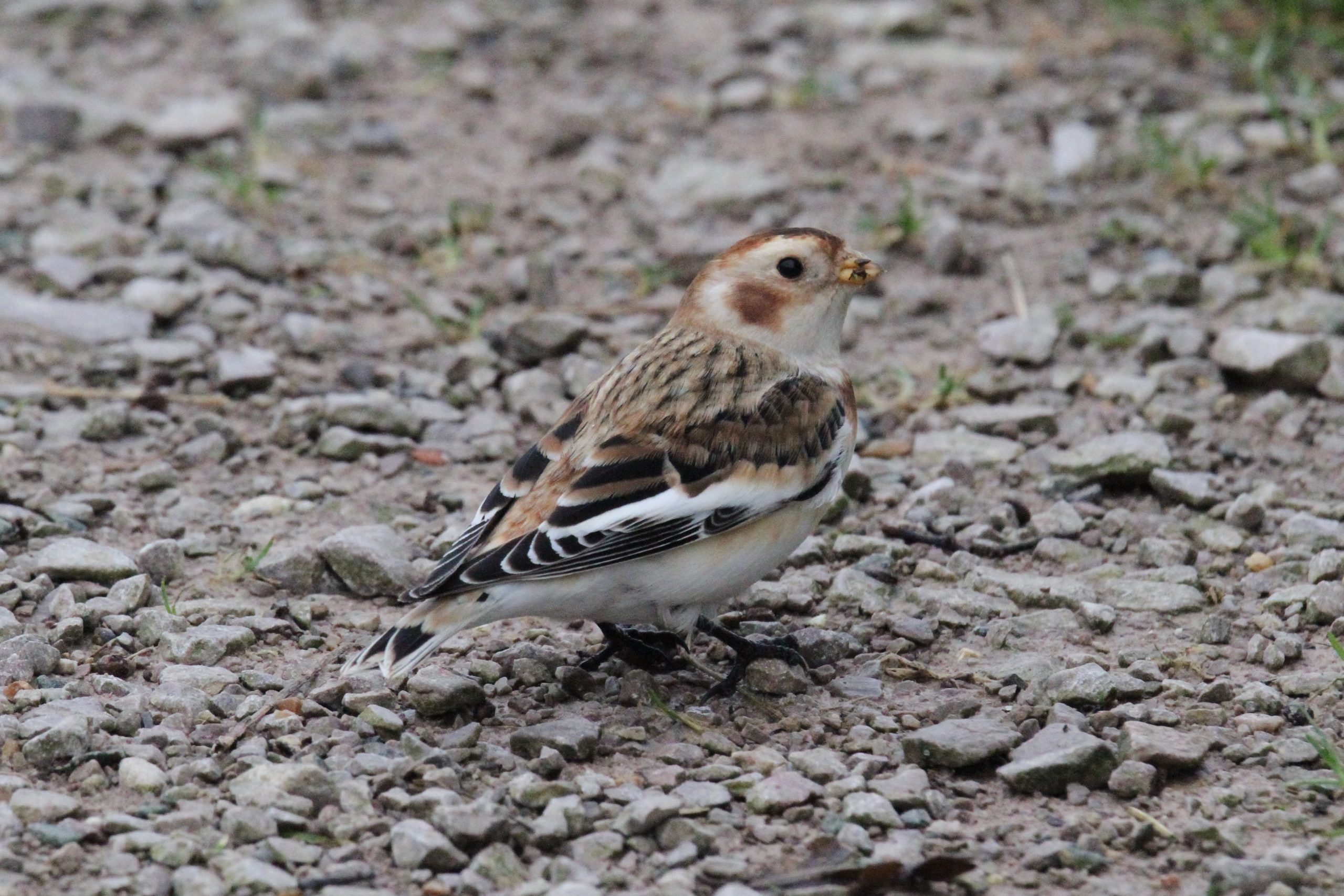 Snow Bunting, Hastings Country Park, 1 December 2023