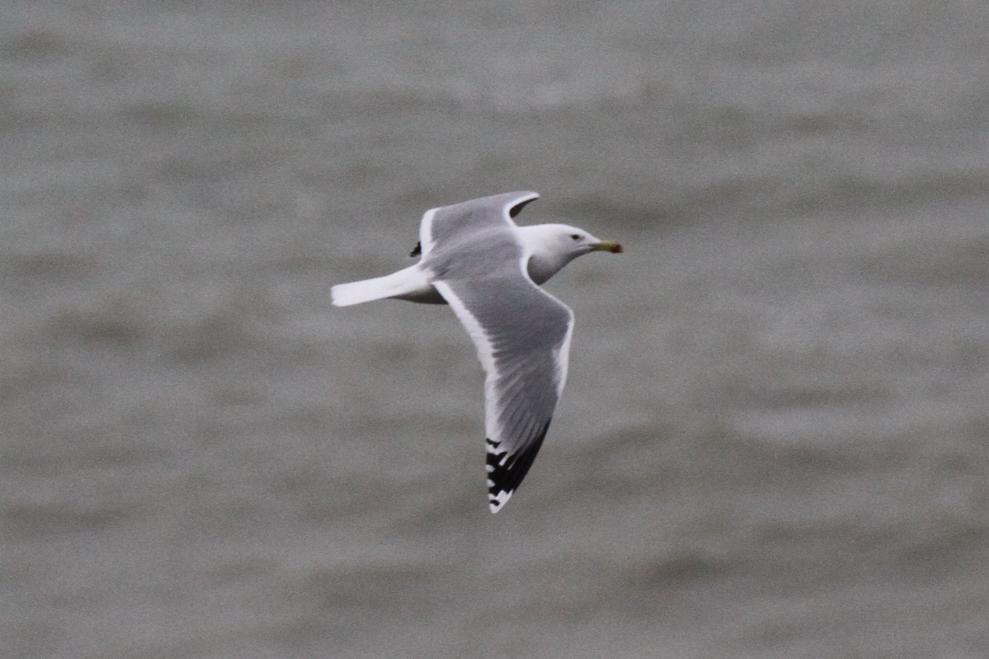 Gull vismig, Hastings, December 2023