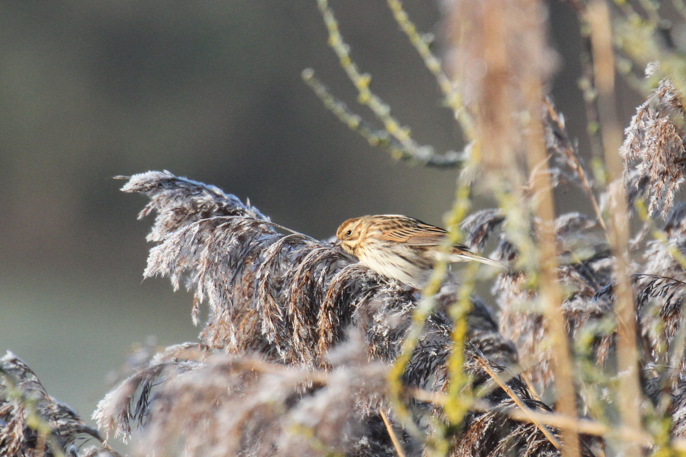 Winter 2023-24 birding roundup