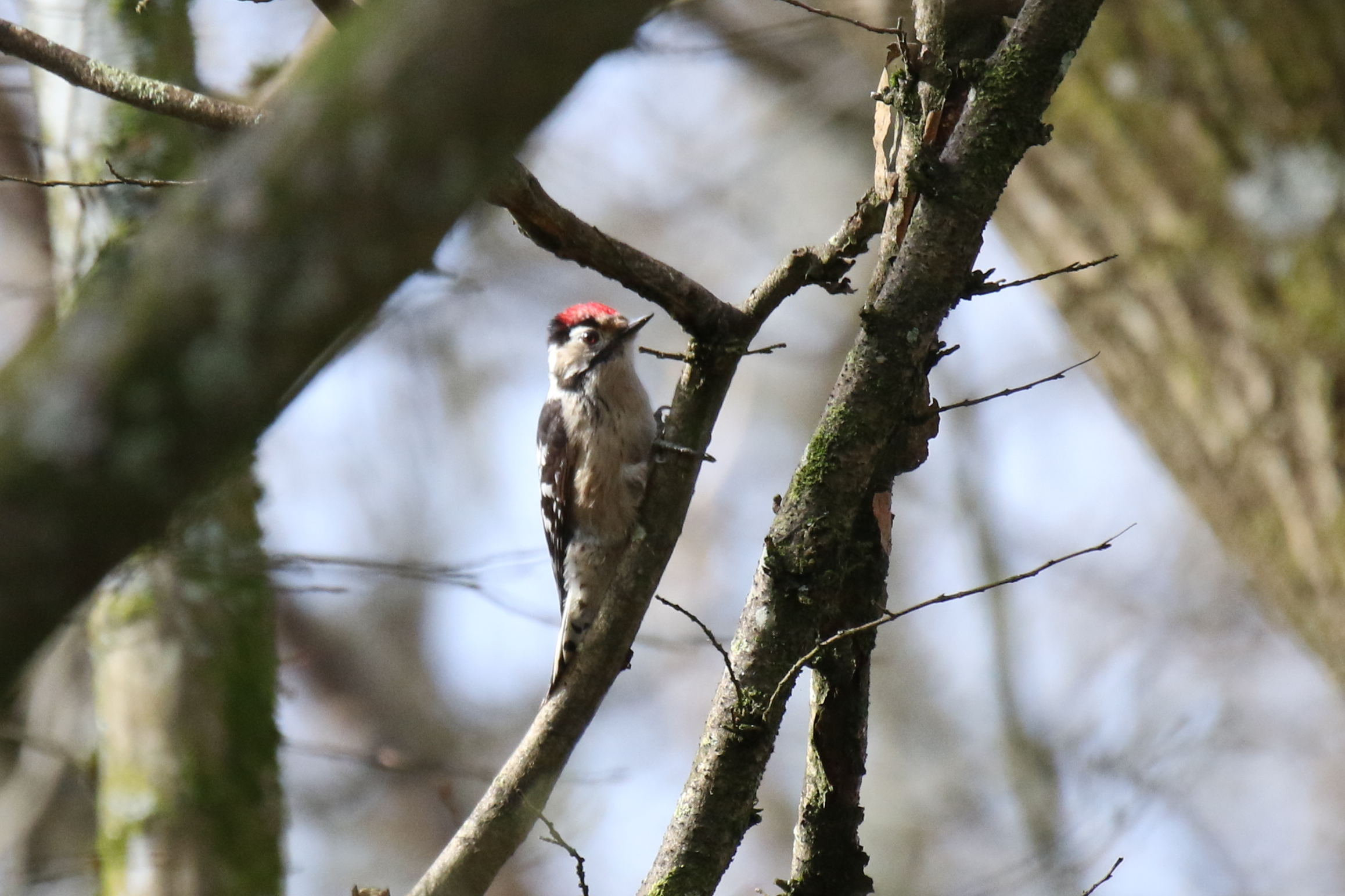 March 2024 birding roundup