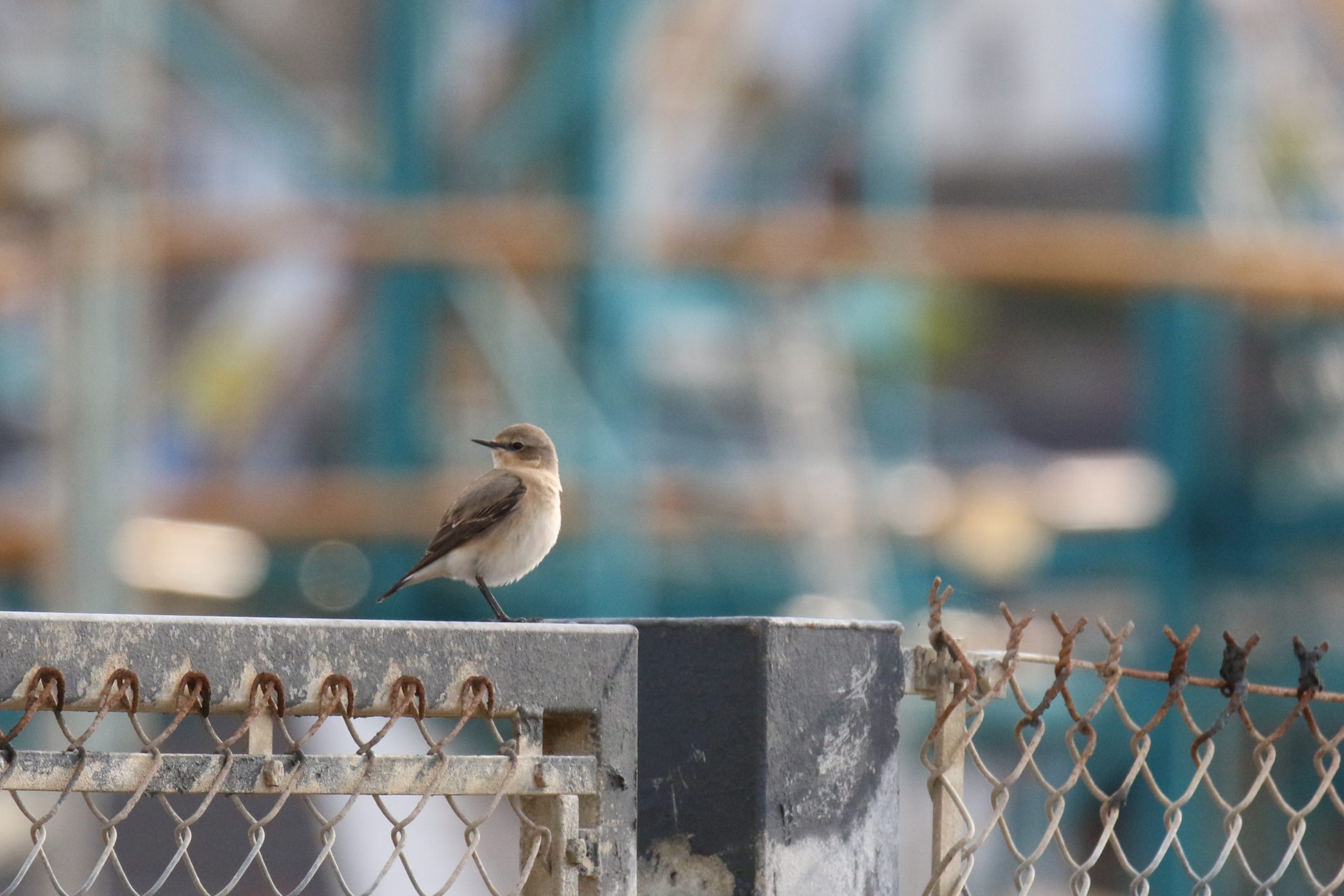 April 2024 birding roundup