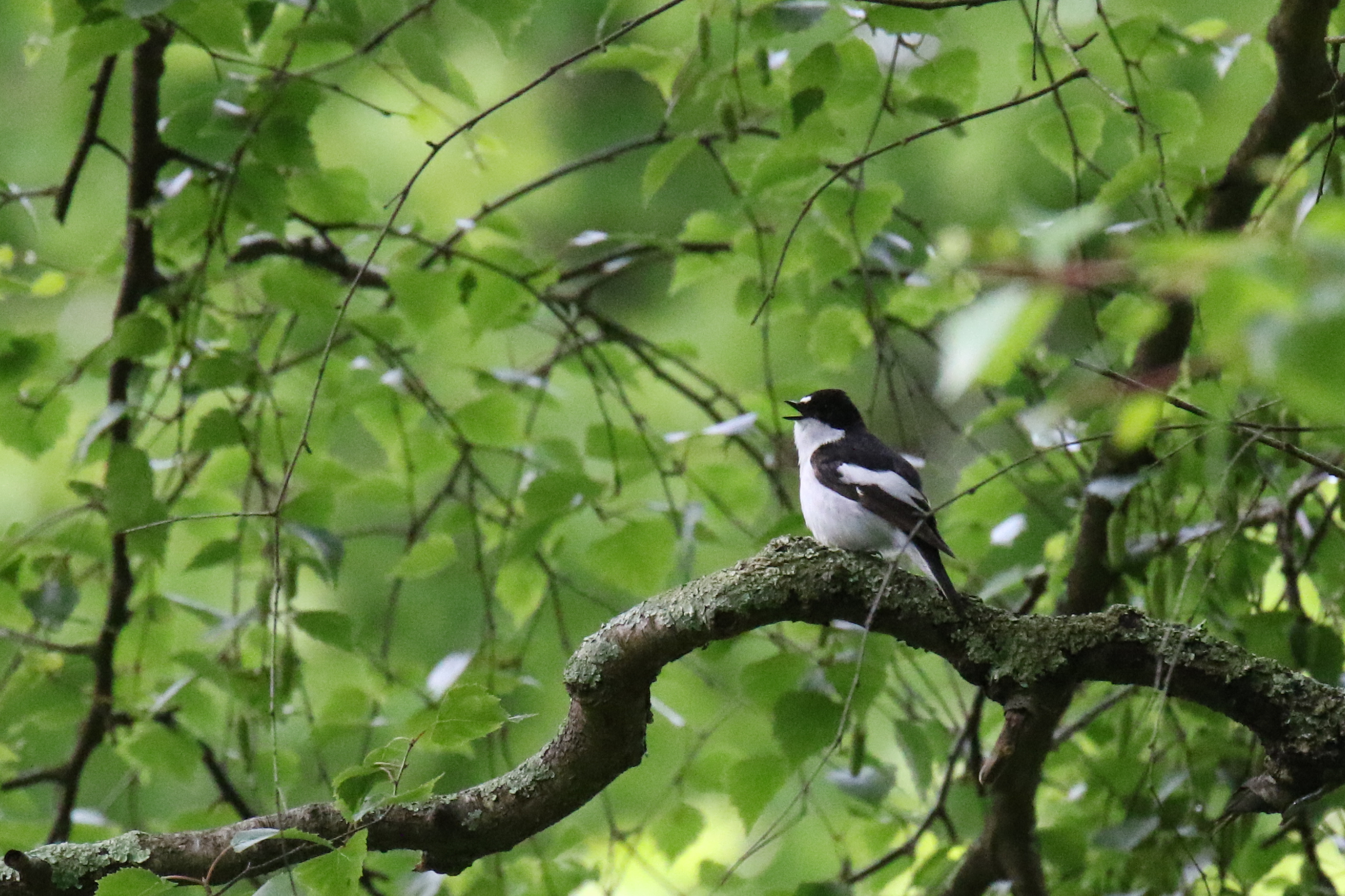 May 2024 birding roundup