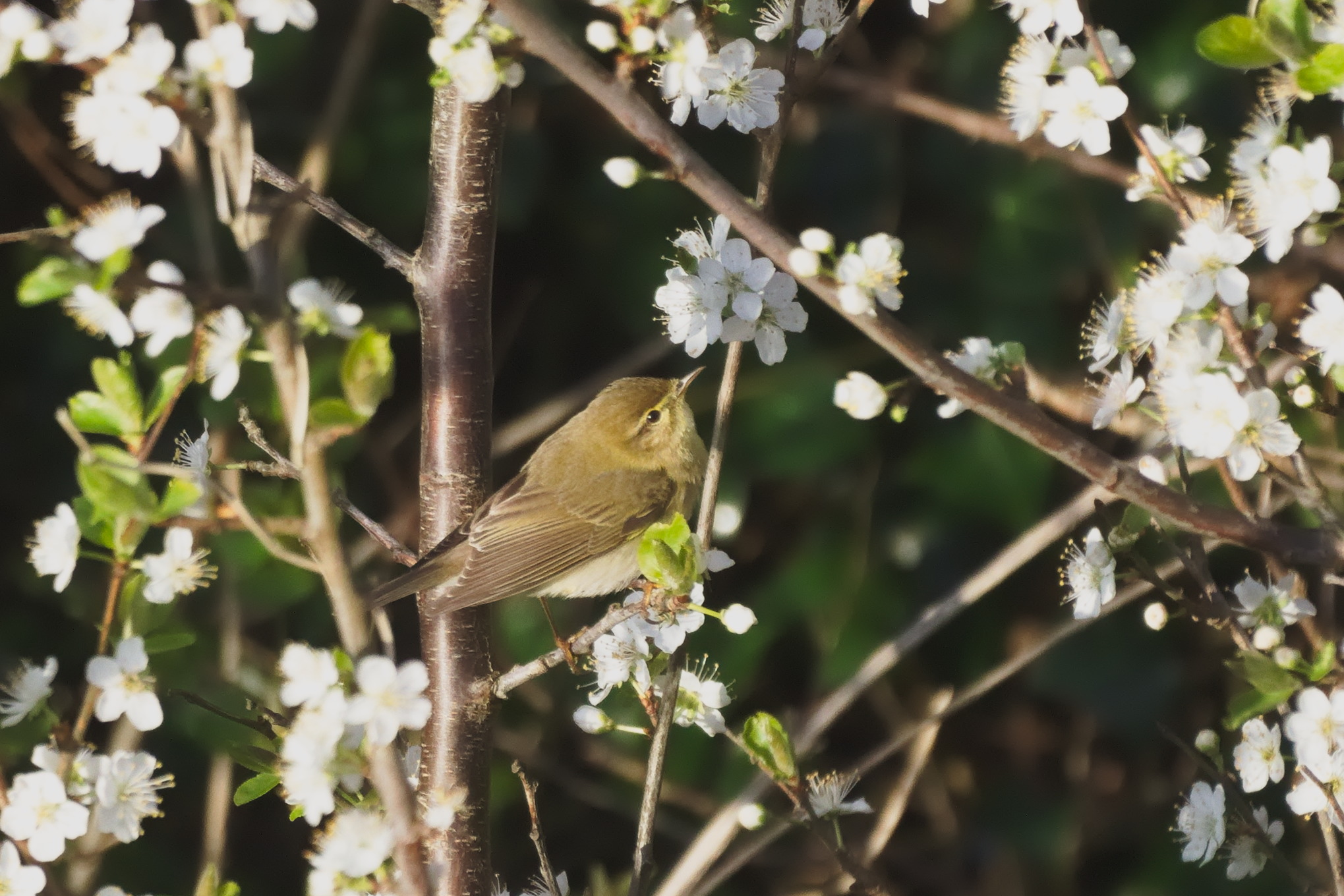 Hastings Bird Migration 2026 Part I: January to June